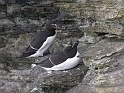 Razorbill pair - A
